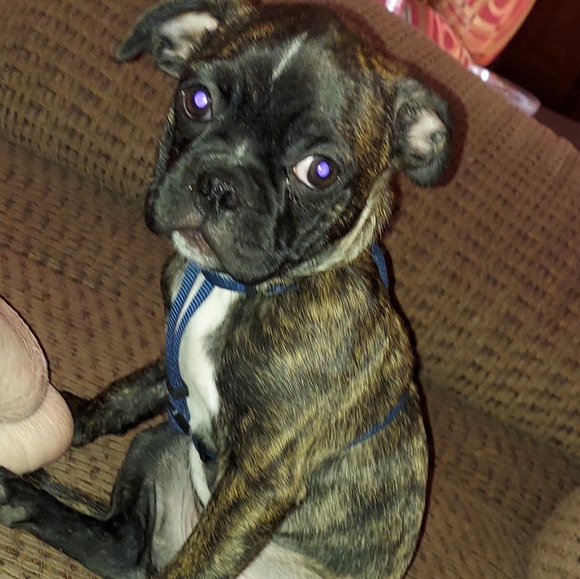 Meet your Posher, Tara - Picture 8 of 11